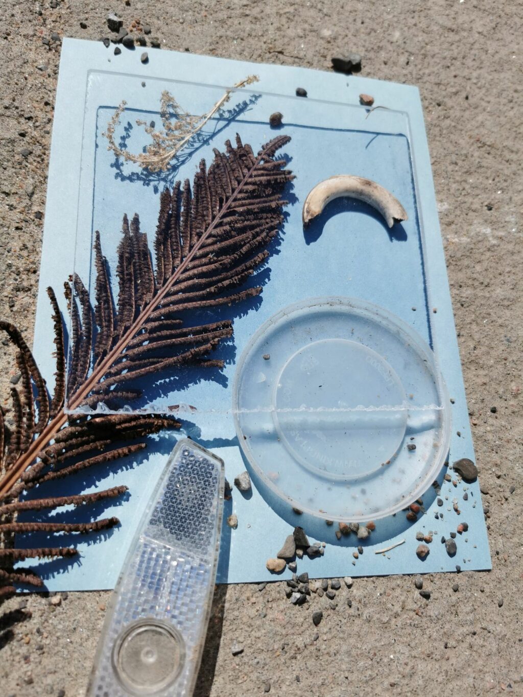 Début du procédé de cyanotype