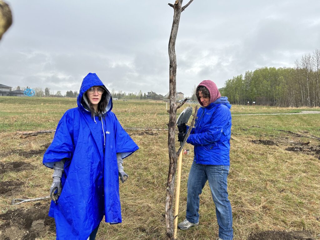 The trees, photo credit Sabine Lecorre-Moore